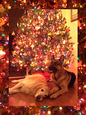 doggyXmas1